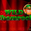 Wild Shamrock